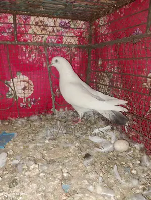 Kaldam Female Pigeon