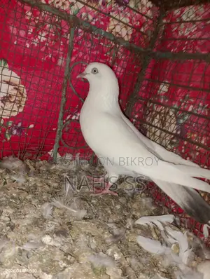 Kaldam Female Pigeon