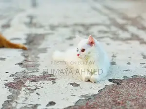 অড আই পিওর ট্রিপল কোটেড পার্সিয়ান কিটেন