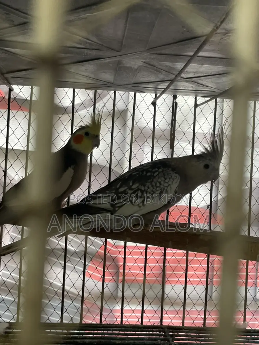 Cockatiel Bird