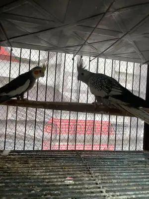 Cockatiel Bird