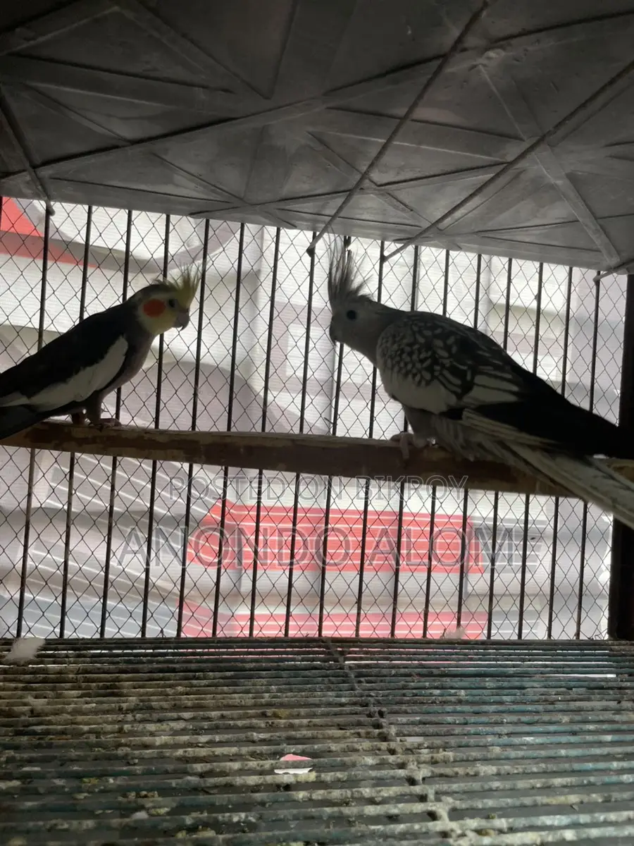 Cockatiel Bird