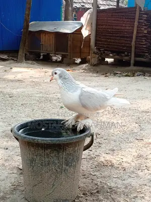 Siraji Male