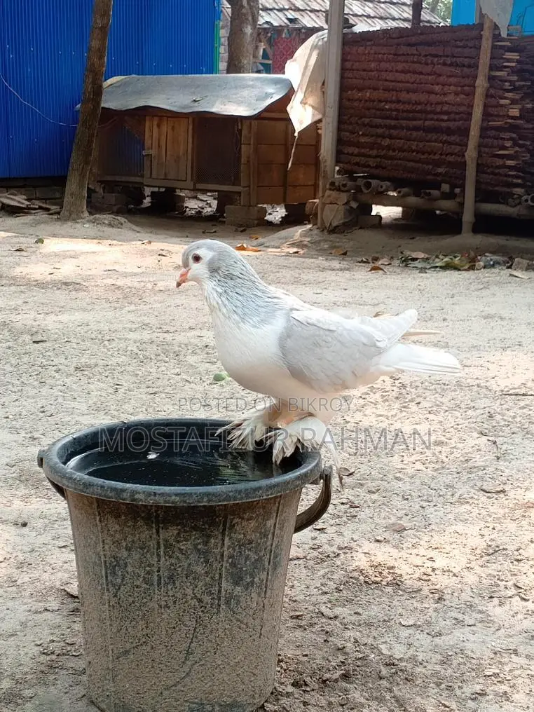 Siraji Male