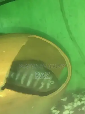 বাটারফ্লাই চিকলেট ফিশ