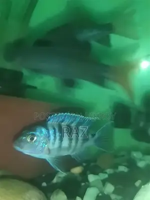 Butterfly Cichlid Fish