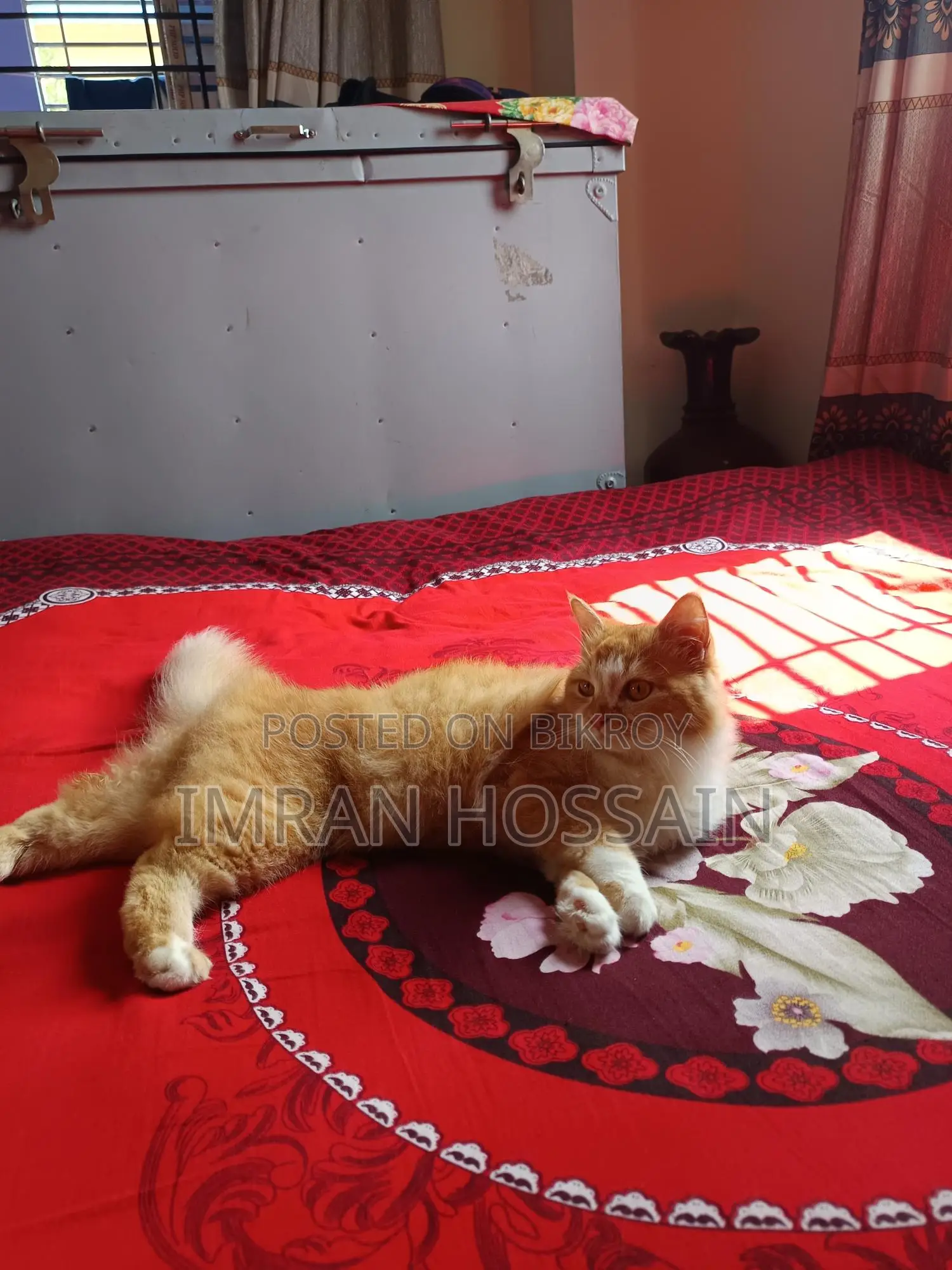 Mixed High Breeded Persian Cat for Sale