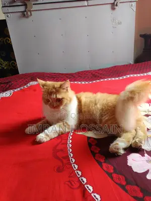 Mixed High Breeded Persian Cat for Sale
