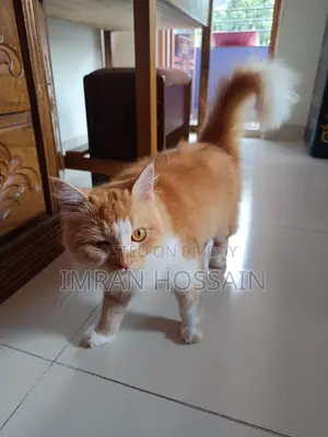 Mixed High Breeded Persian Cat for Sale