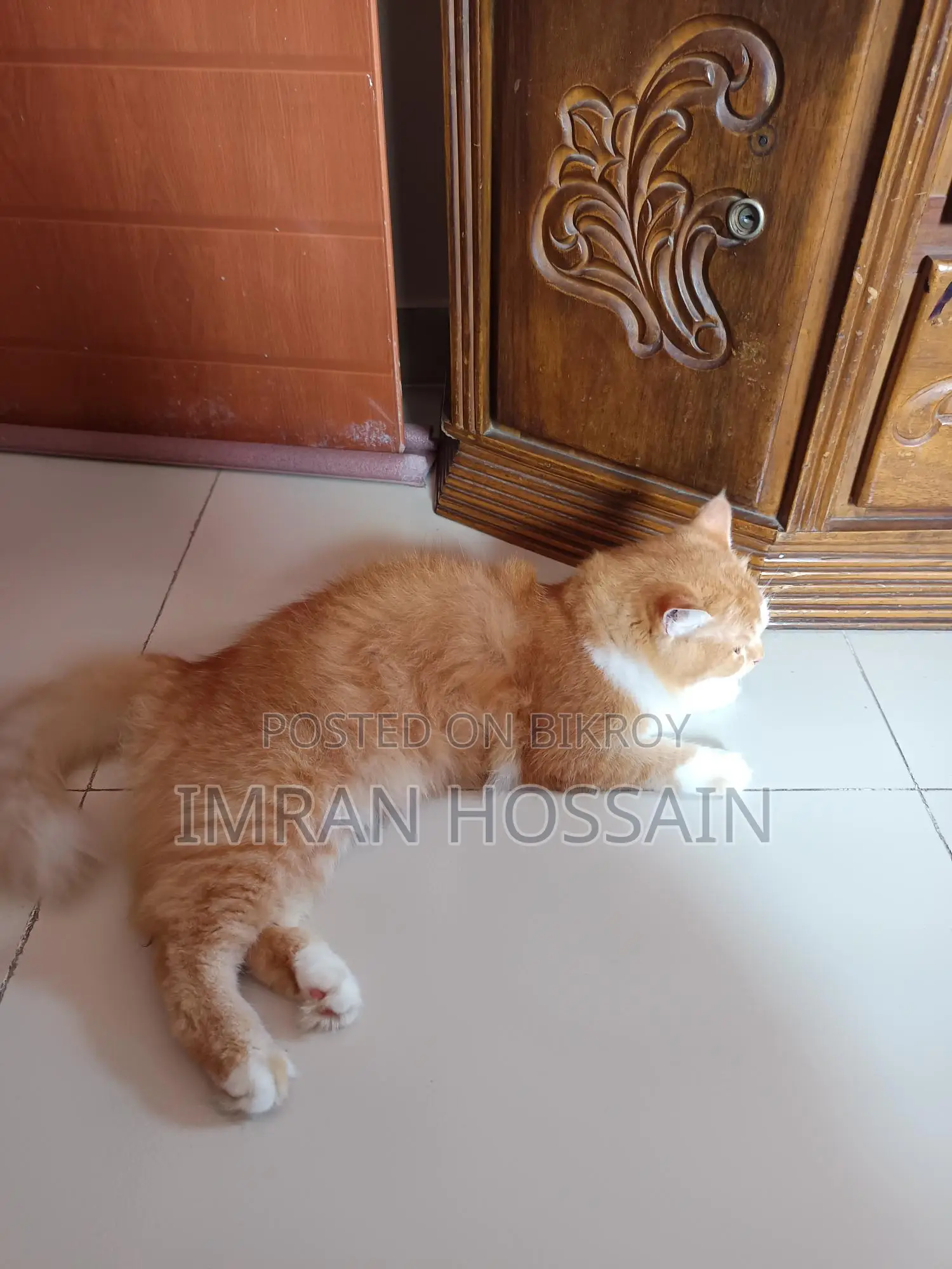 Mixed High Breeded Persian Cat for Sale
