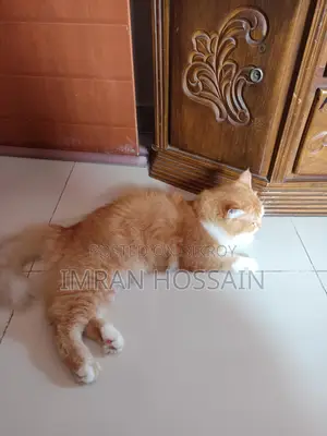 Mixed High Breeded Persian Cat for Sale