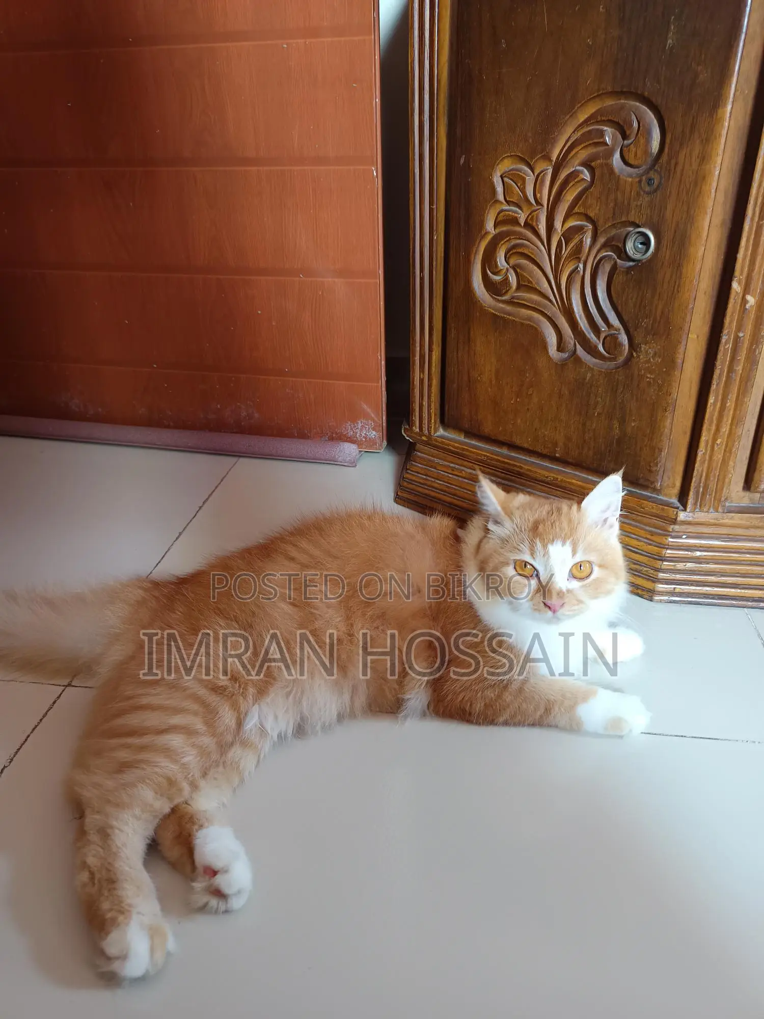 Mixed High Breeded Persian Cat for Sale