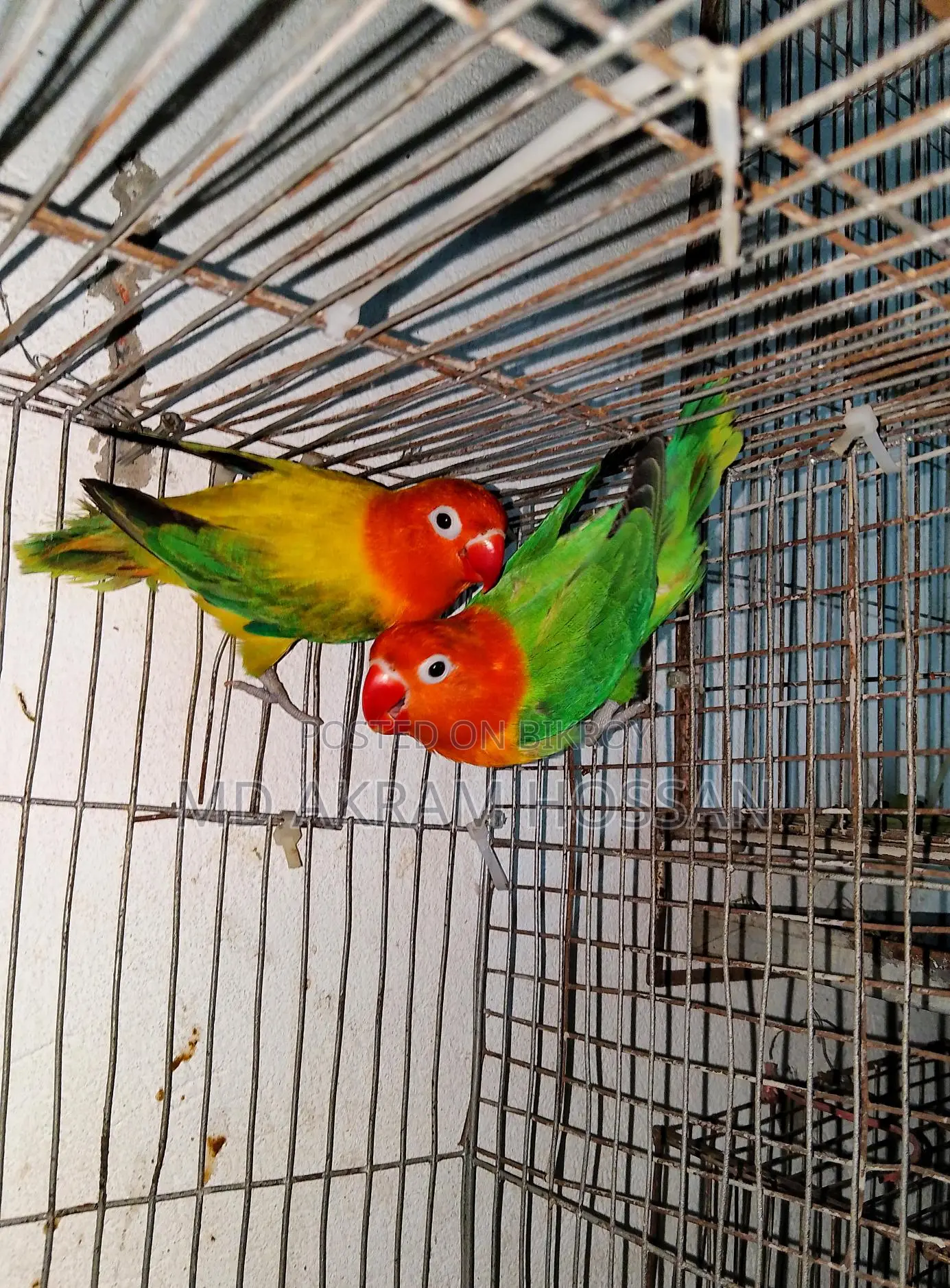 Lovebird Running Pair