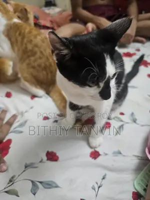 Black cat and white mixed parisain