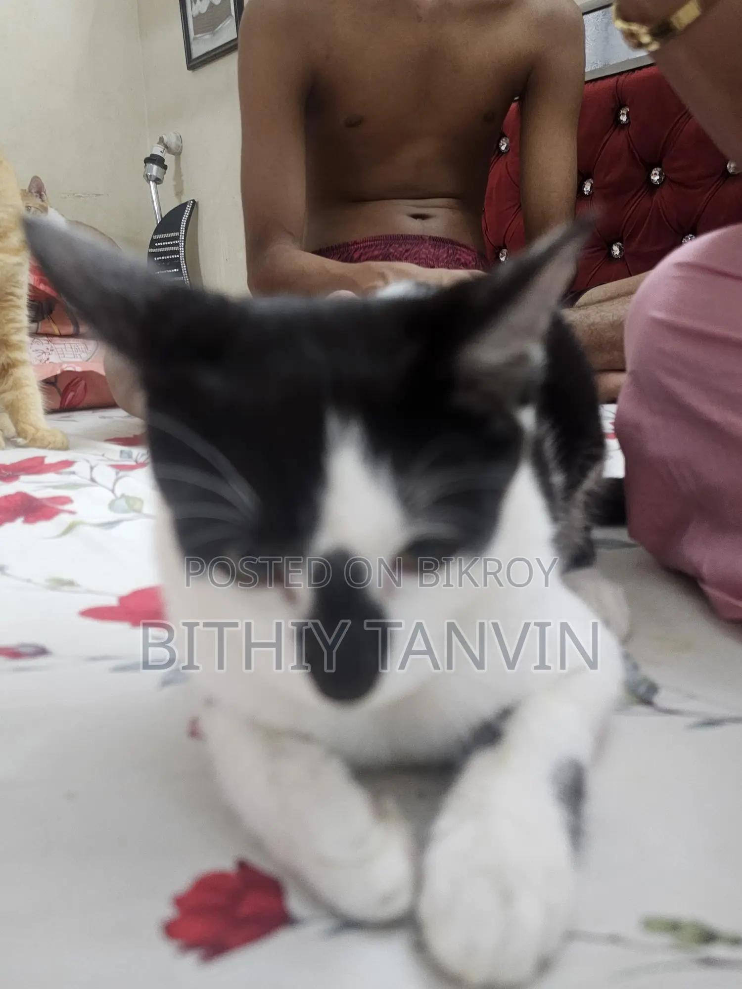 Black and White Mixed Persian Cat