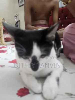 Black and White Mixed Persian Cat