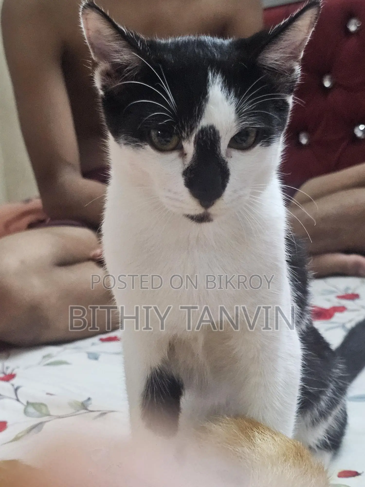 Black and White Mixed Persian Cat