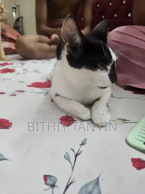 Black and White Mixed Persian Cat