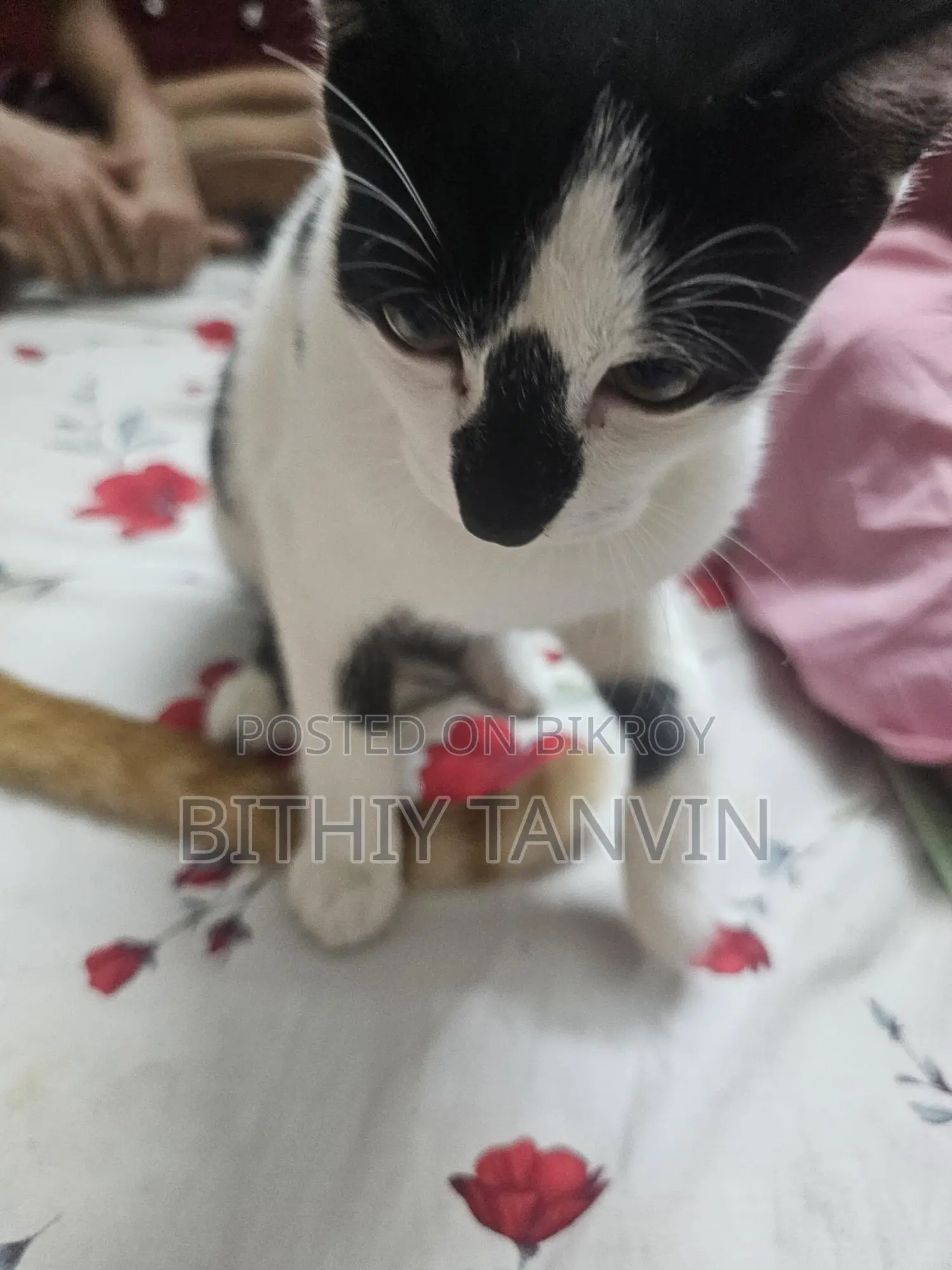 Black and White Mixed Persian Cat