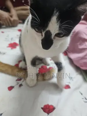 Black and White Mixed Persian Cat