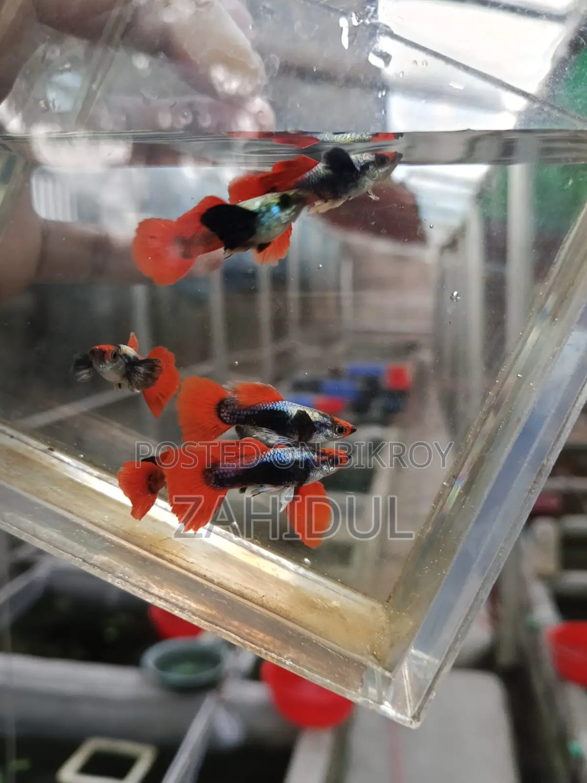 Rtp guppy brut pair
