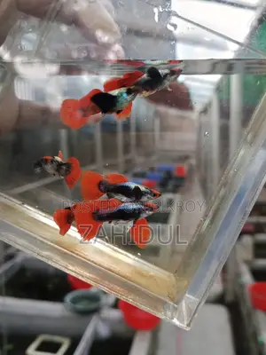 Rtp guppy brut pair
