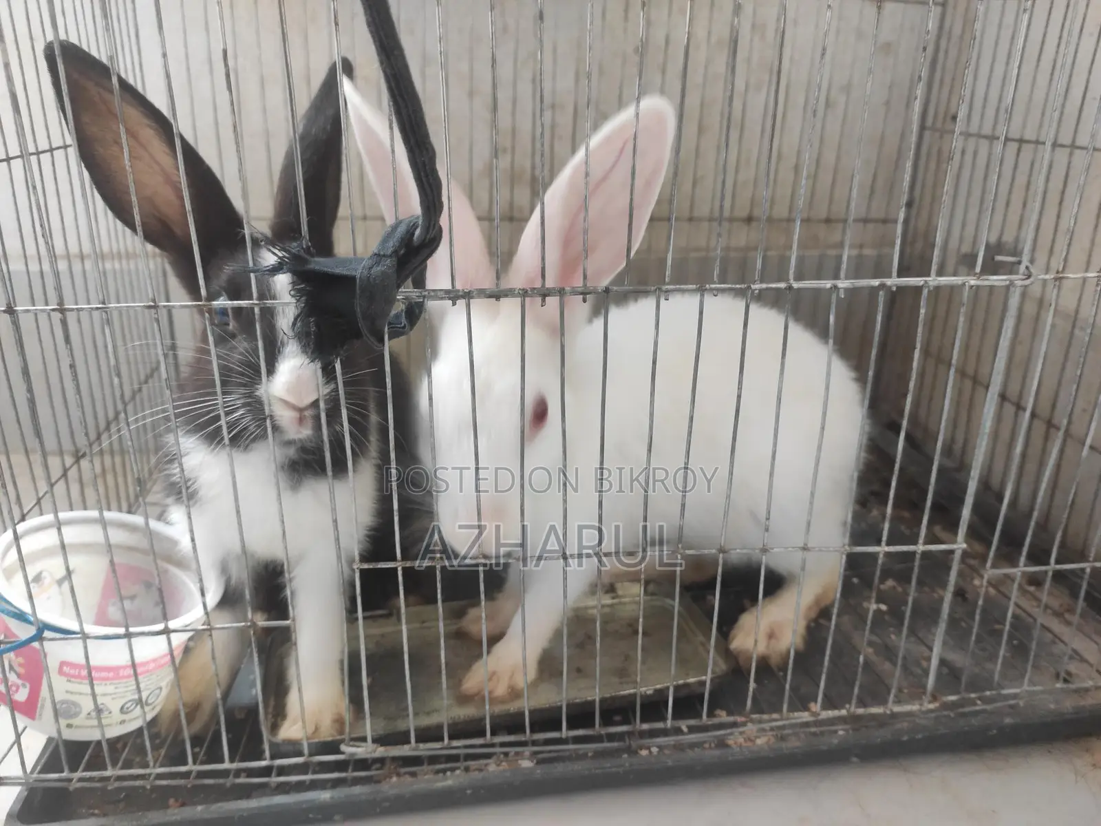 Rabbits for sale.