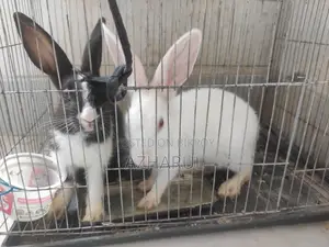 Rabbits for sale.