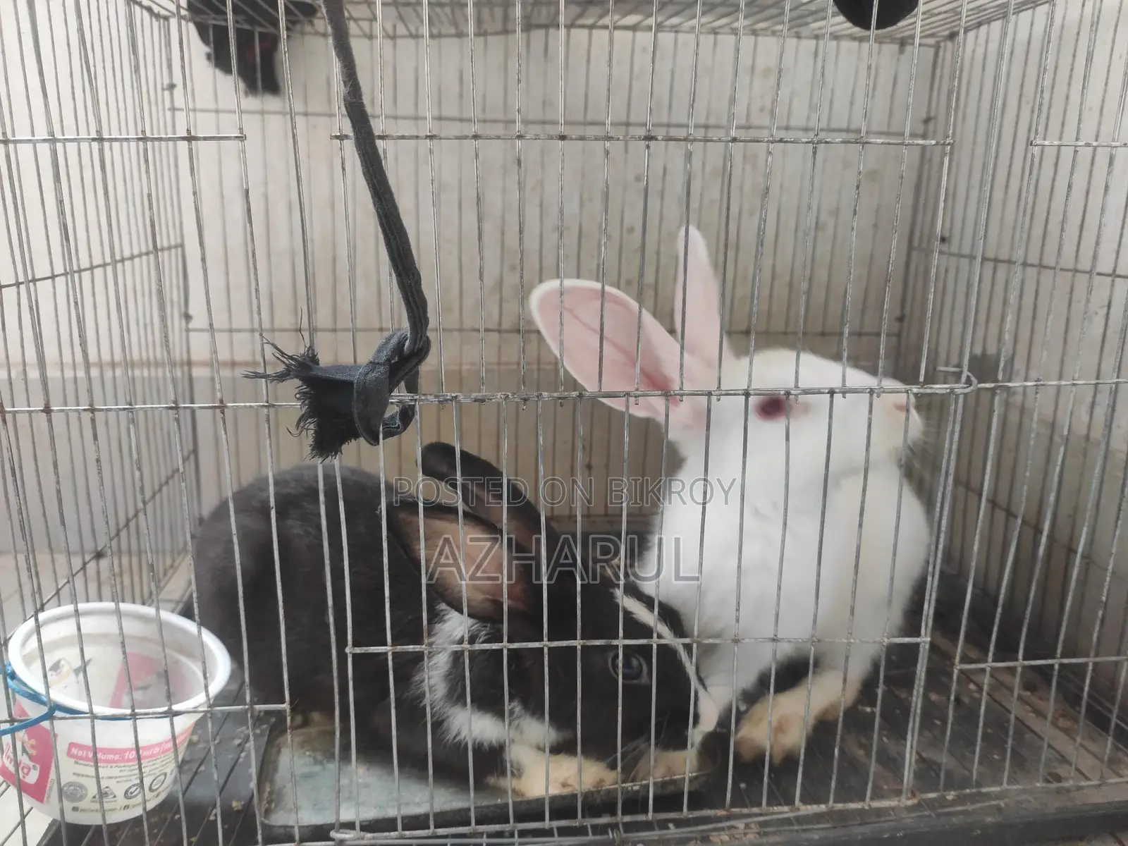 Rabbits for sale.