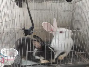 Rabbits for sale.