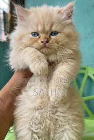 পাসিয়ান ক্যাট