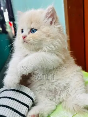 Persian Cat