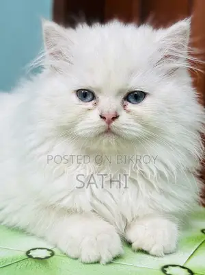 Persian Cat