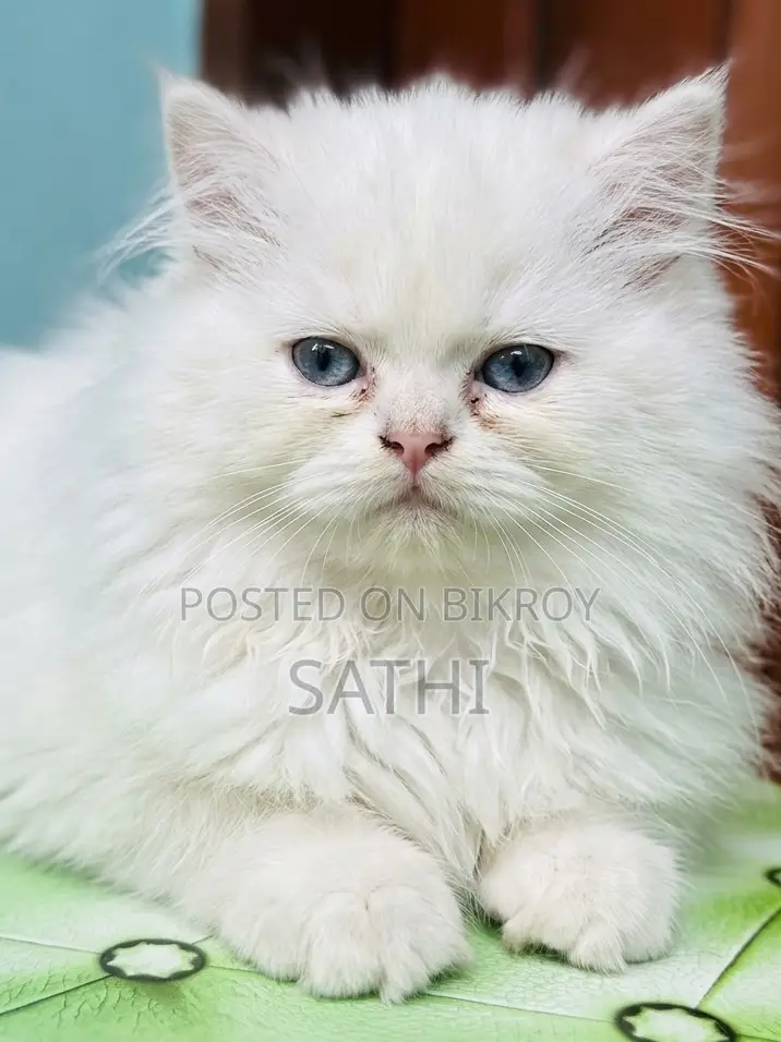 Persian Cat