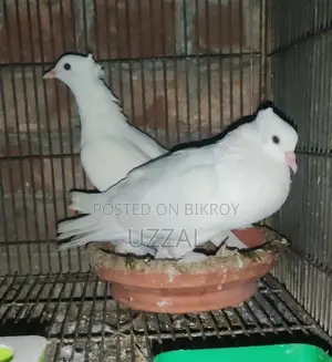 Arabian Koka with Eggs