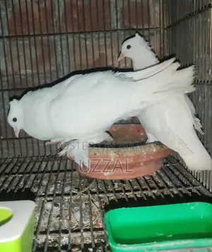 Arabian Koka with Eggs