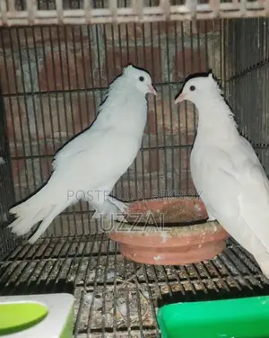Arabian Koka with Eggs
