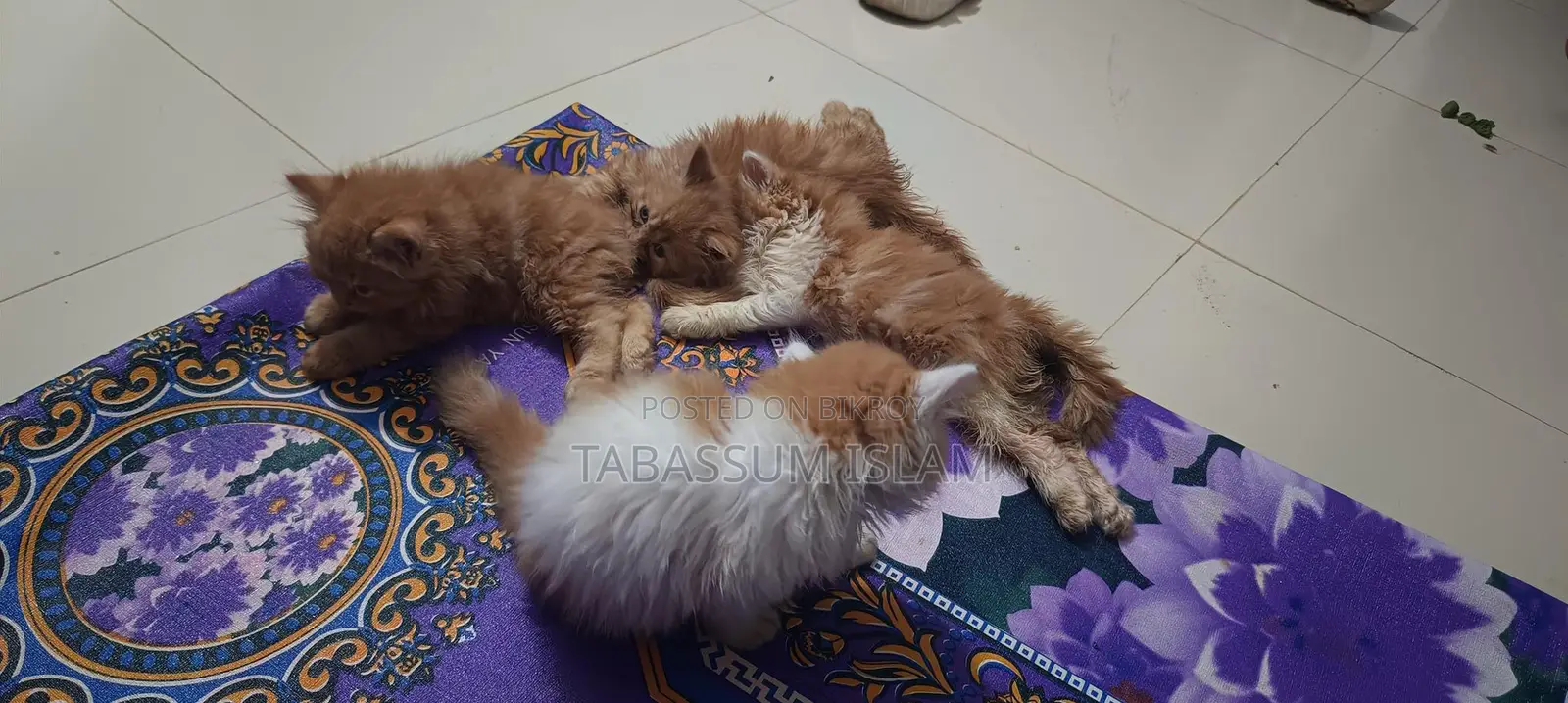 ছেলে ও মেয়ে পিওর পার্সিয়ান বিড়ালছানা