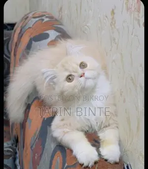 Female Cat