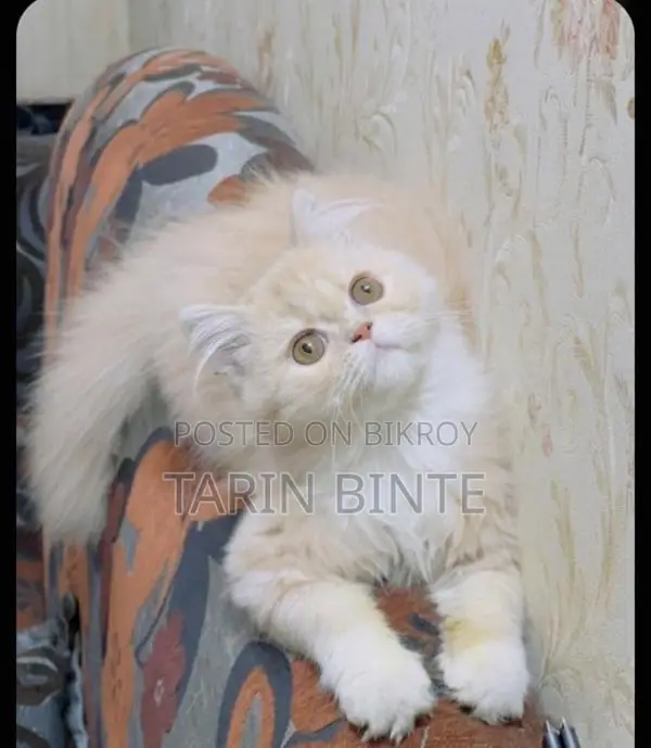 Female Cat