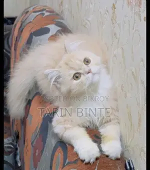 Female Cat