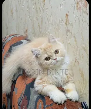 Female Cat