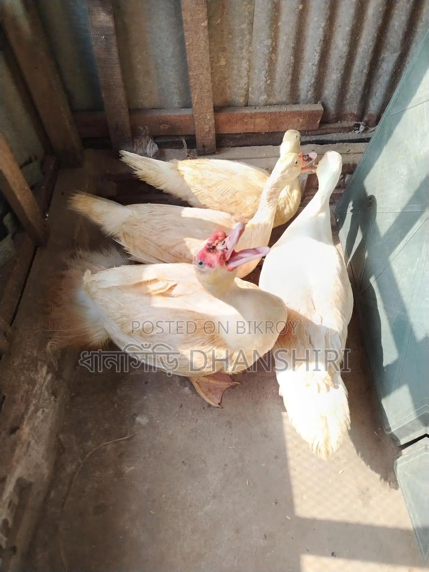 Adult White Chinese Duck Male and Female