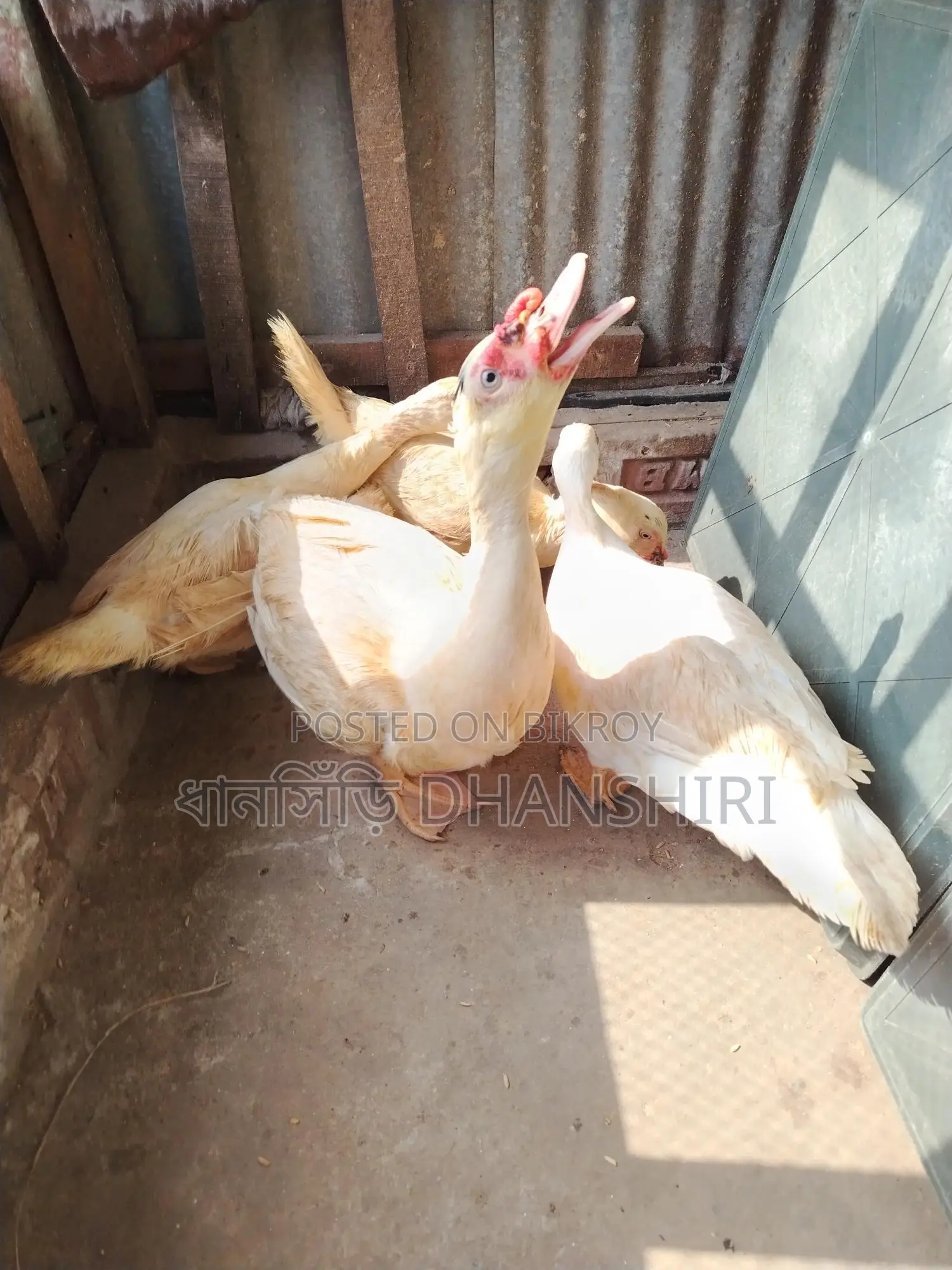 Adult White Chinese Duck Male and Female