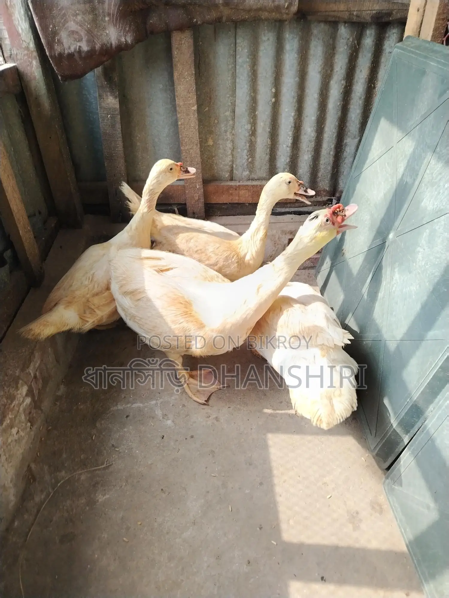 Adult White Chinese Duck Male and Female