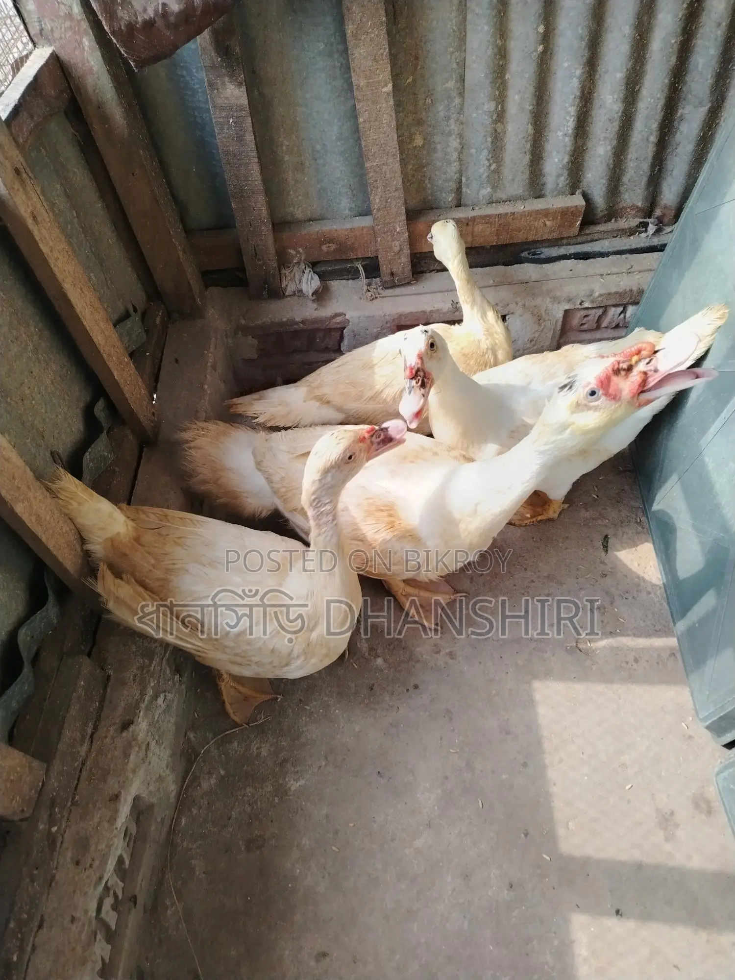 Adult White Chinese Duck Male and Female