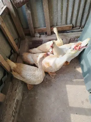 Adult White Chinese Duck Male and Female