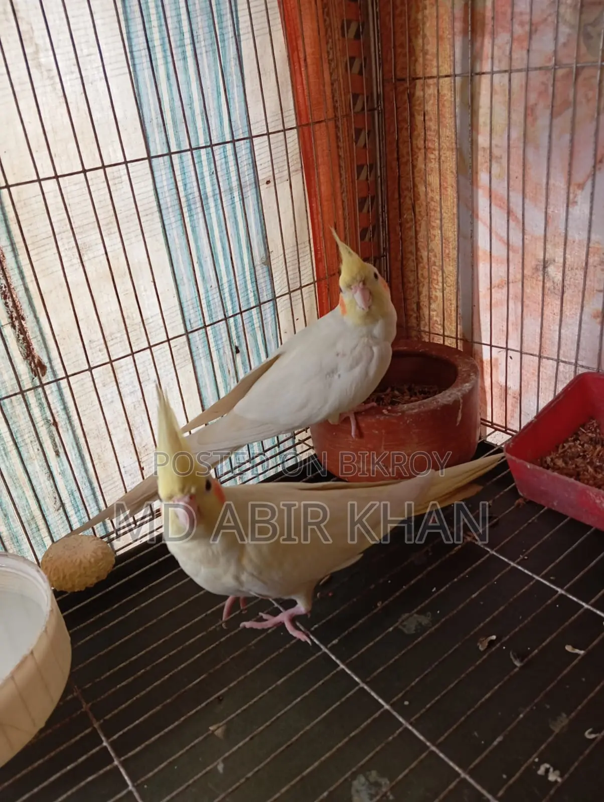 Pet Birds