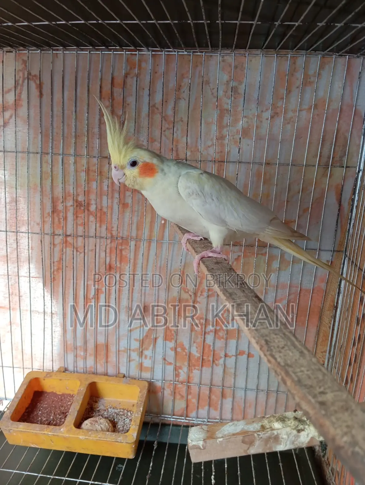 Pet Birds