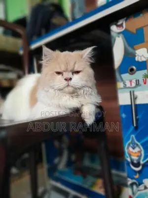 Original persian Biral